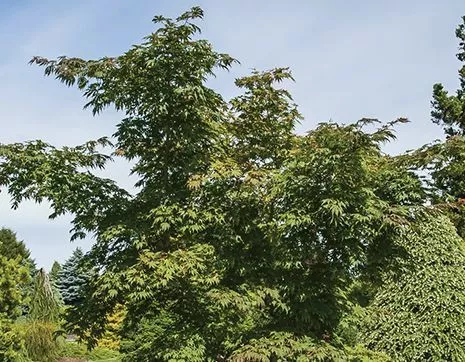 Acer pseudosieboldianum Arctic Jade